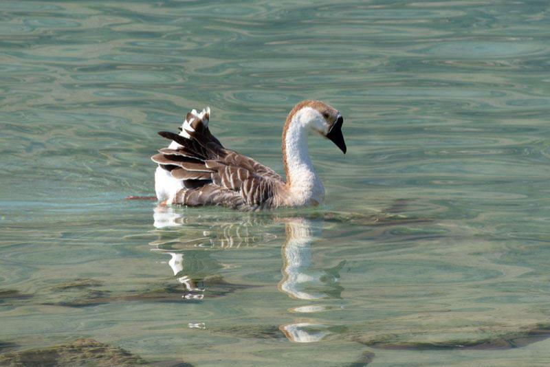 Ente auf dem Kournas-See bei Georgioupoli