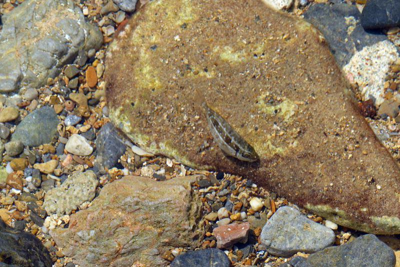 Fisch im Meer von Georgioupoli