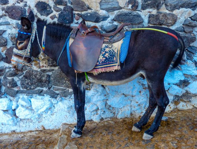 Esel gehören einfach zum griechischen Landschaftsbild dazu - genauso wie Ziegen!
