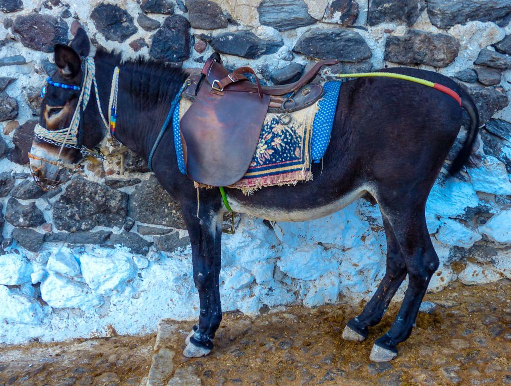 Esel gehören einfach zum griechischen Landschaftsbild dazu - genauso wie Ziegen!